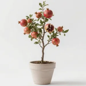 12" Premium Pomegranate Tree Sapling (Punica granatum) - Versatile Indoor/Outdoor Dwarf Fruit Tree for Containers, Gardens & Home Décor
