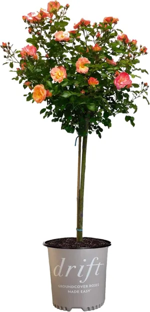 3 Gallon The Peach Drift Tree® Rose Plant with Vibrant Peach Flowers