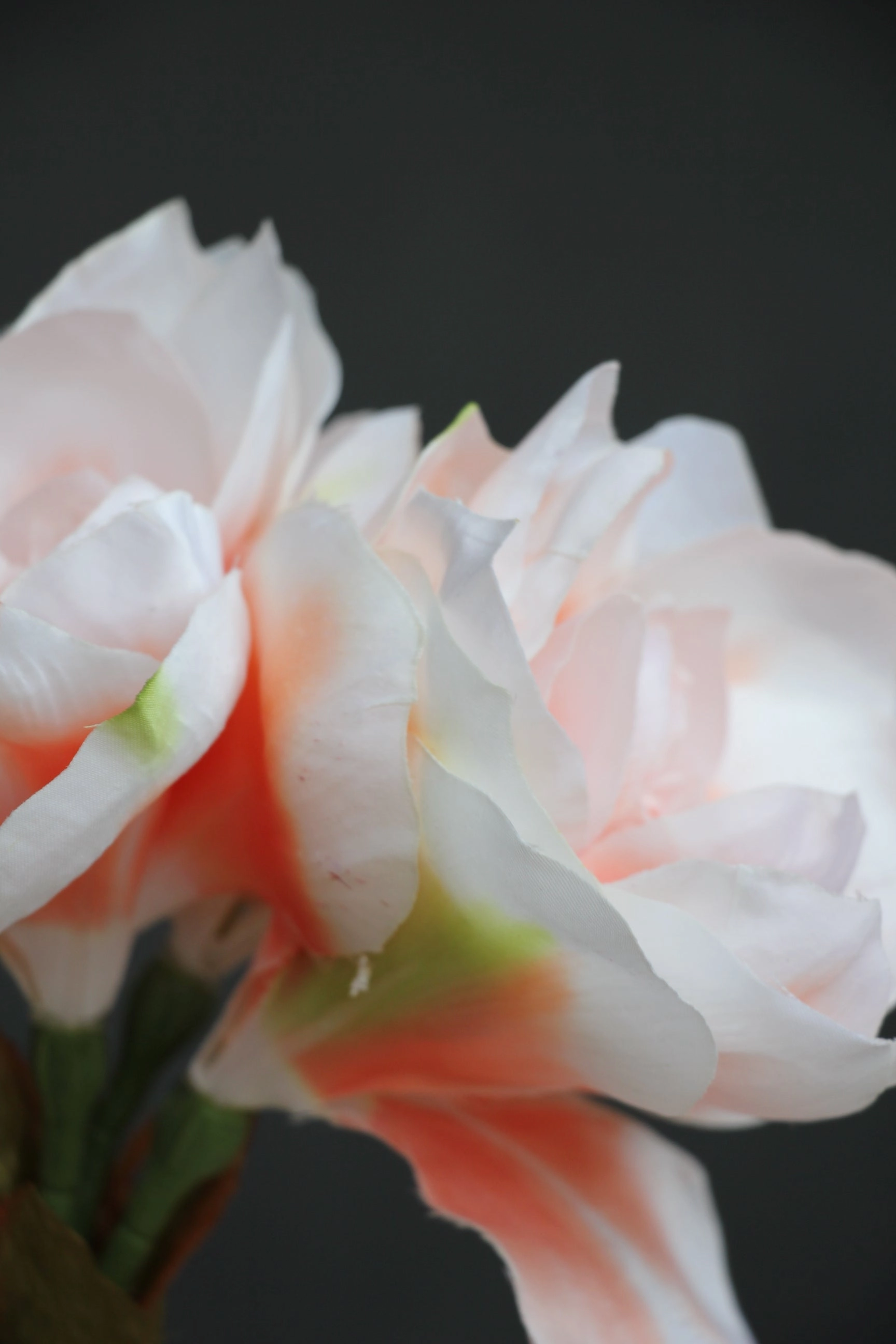 Amaryllis - White/Peach