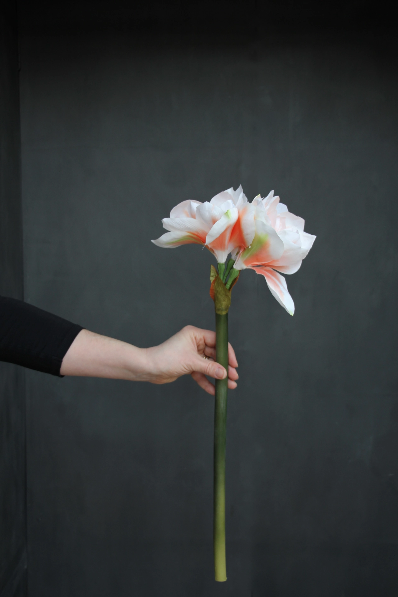 Amaryllis - White/Peach