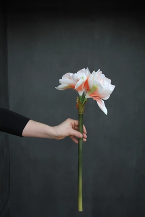Amaryllis - White/Peach