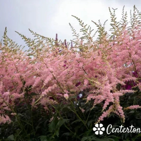 Astilbe 'Hennie Graafland'