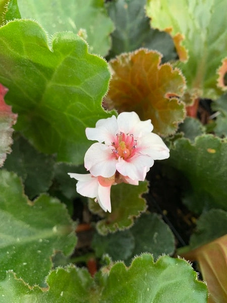 Bergenia Ripple Effect PP 35105