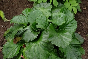 Bergenia Ripple Effect PP 35105