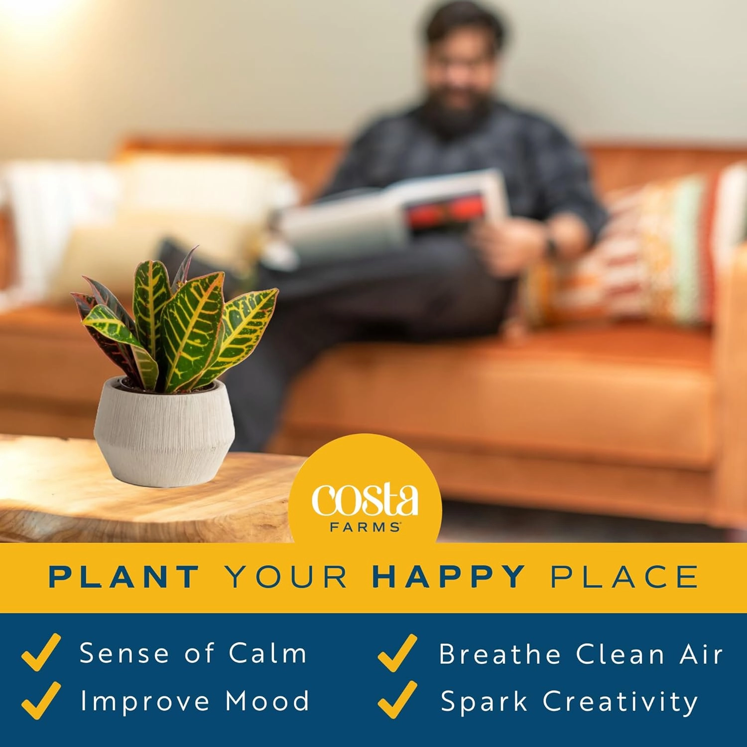 Costa Farms Croton Live Plants (4-Pack), Indoor and Outdoor Angel Croton Houseplants Potted in Nursery Pots, Grower’s Choice, Easy Care Tropical Plant for Home, Office, and Tabletop Decor