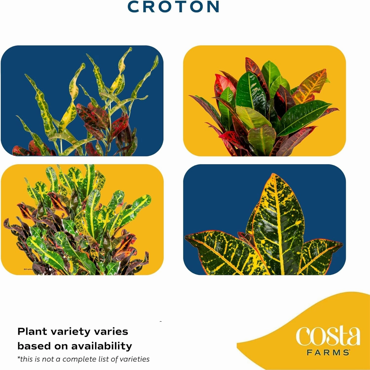 Costa Farms Croton Live Plants (4-Pack), Indoor and Outdoor Angel Croton Houseplants Potted in Nursery Pots, Grower’s Choice, Easy Care Tropical Plant for Home, Office, and Tabletop Decor