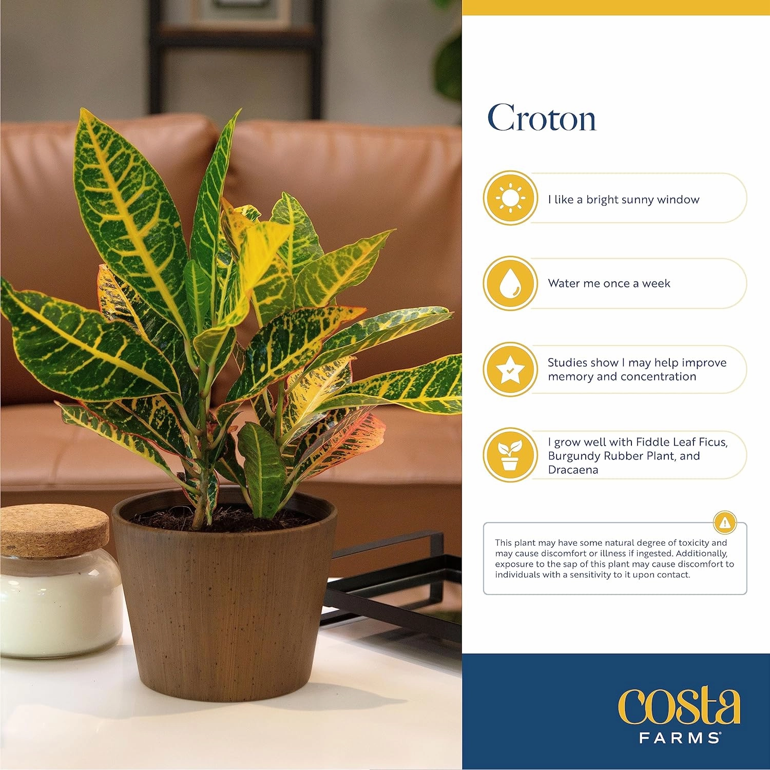 Costa Farms Croton Live Plants (4-Pack), Indoor and Outdoor Angel Croton Houseplants Potted in Nursery Pots, Grower’s Choice, Easy Care Tropical Plant for Home, Office, and Tabletop Decor