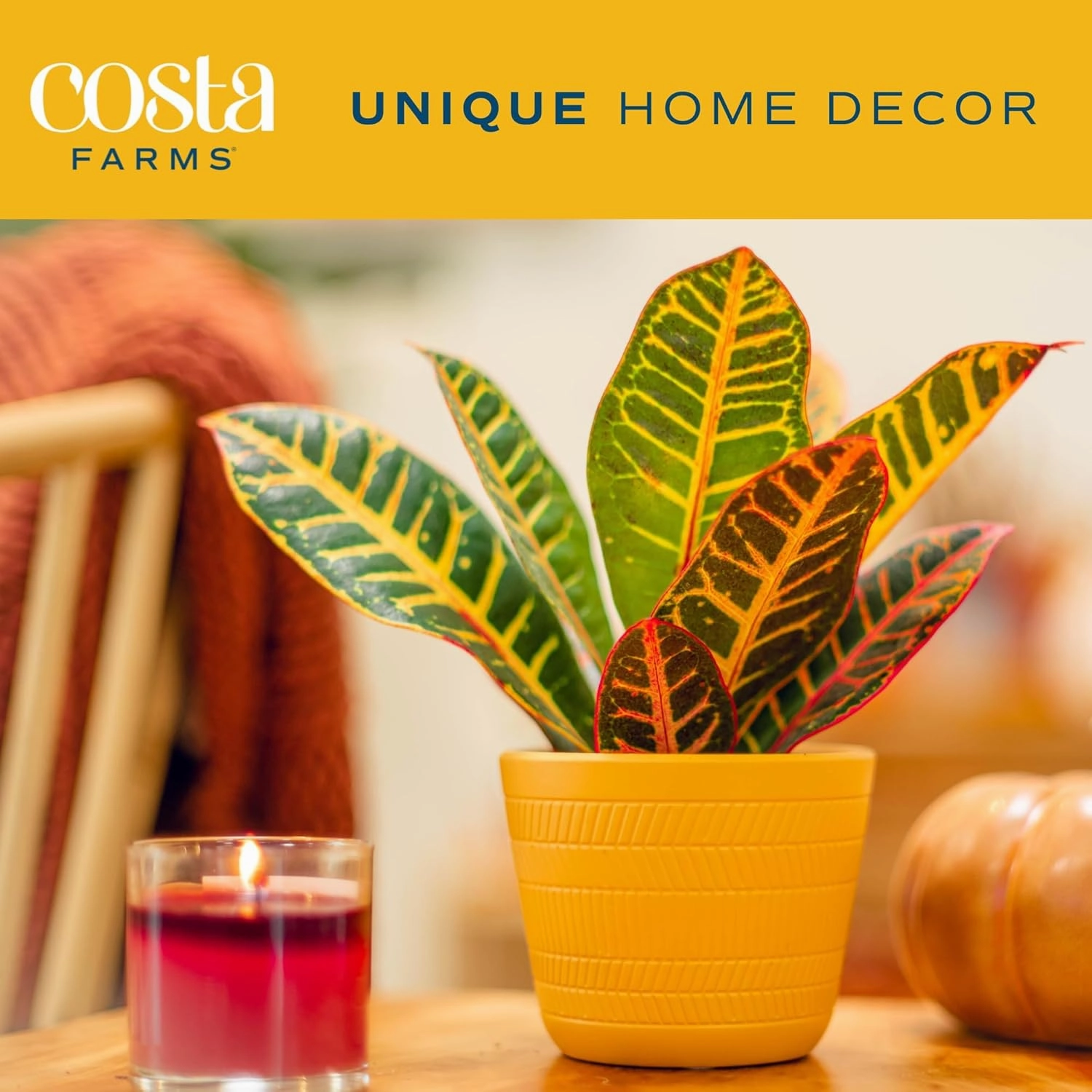 Costa Farms Croton Live Plants (4-Pack), Indoor and Outdoor Angel Croton Houseplants Potted in Nursery Pots, Grower’s Choice, Easy Care Tropical Plant for Home, Office, and Tabletop Decor