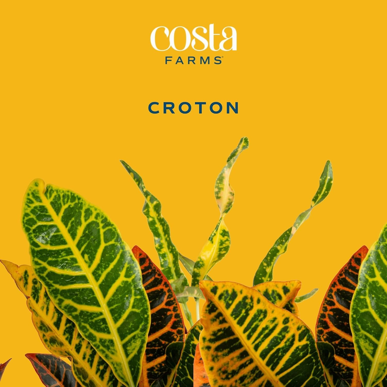 Costa Farms Croton Live Plants (4-Pack), Indoor and Outdoor Angel Croton Houseplants Potted in Nursery Pots, Grower’s Choice, Easy Care Tropical Plant for Home, Office, and Tabletop Decor