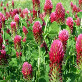 Crimson Clover Seeds, 5 lbs, Annual Red Clover Seeds for Lawn Alternative, Attracts Pollinators, Nitrocoated and Inoculated Seeds