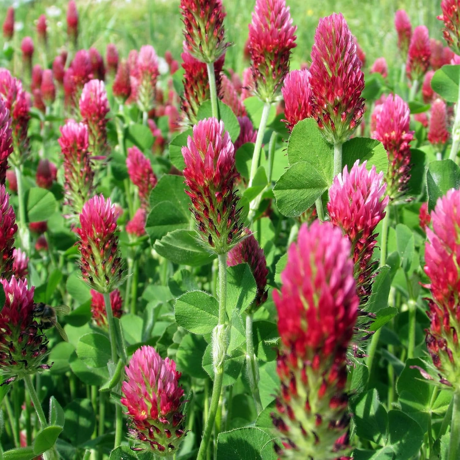 Crimson Clover Seeds, 5 lbs, Annual Red Clover Seeds for Lawn Alternative, Attracts Pollinators, Nitrocoated and Inoculated Seeds