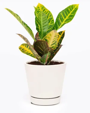 Croton Petra - Codiaeum variegatum 'Petra' (4'' Minimalist Pot w. Saucer) - Eye-catching, Easy to Care Houseplant - Live Healthy Houseplant for Home Office Decoration