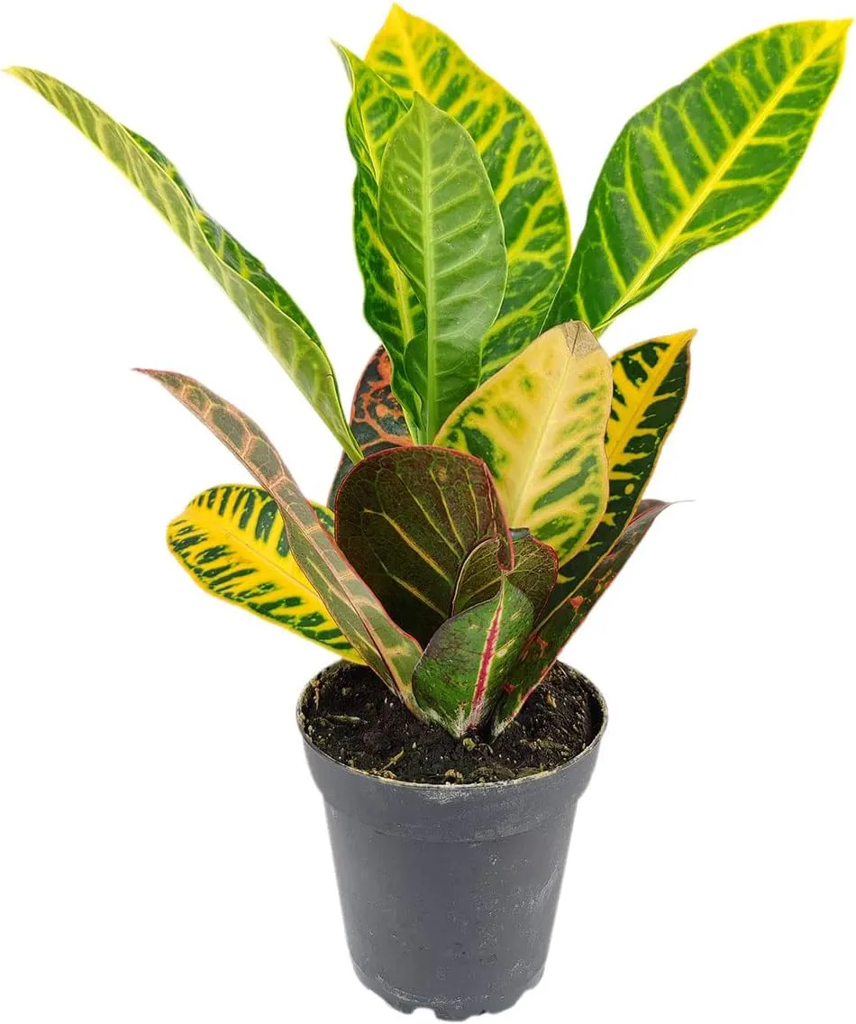 Croton Petra - Codiaeum variegatum 'Petra' (4'' Minimalist Pot w. Saucer) - Eye-catching, Easy to Care Houseplant - Live Healthy Houseplant for Home Office Decoration