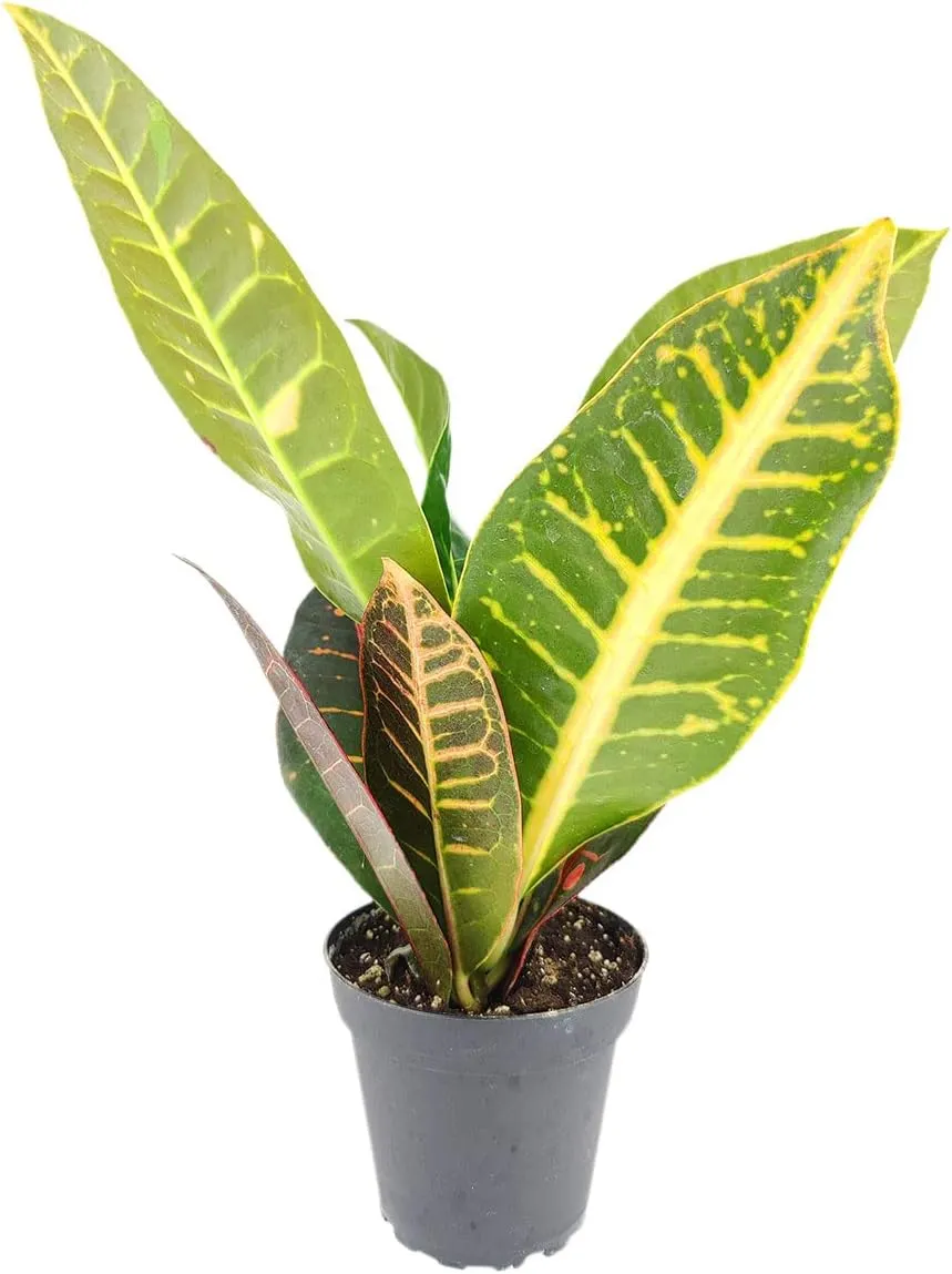 Croton Petra - Codiaeum variegatum 'Petra' (4'' Minimalist Pot w. Saucer) - Eye-catching, Easy to Care Houseplant - Live Healthy Houseplant for Home Office Decoration