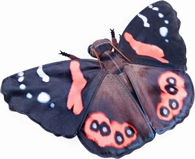 FRANKIEZHOU Realistic Red Admiral Butterfly Stuffed Animal-Black 10 Inch,Beautiful Moth Plush Toy