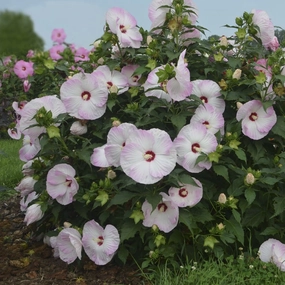 HIBISCUS X 'SUMMERIFIC BALLET SLIPPERS'  G1 PW