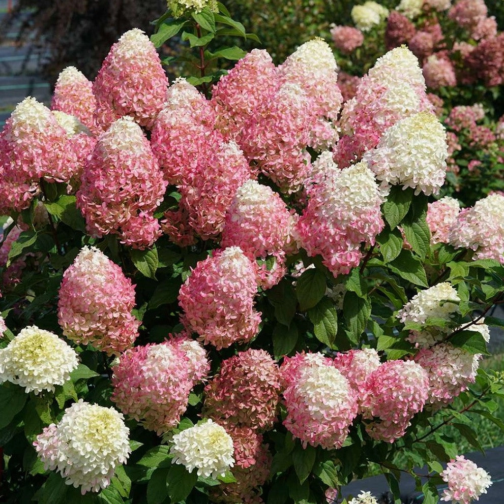 HYDRANGEA P 'QUICK FIRE FAB'®  G3 PW