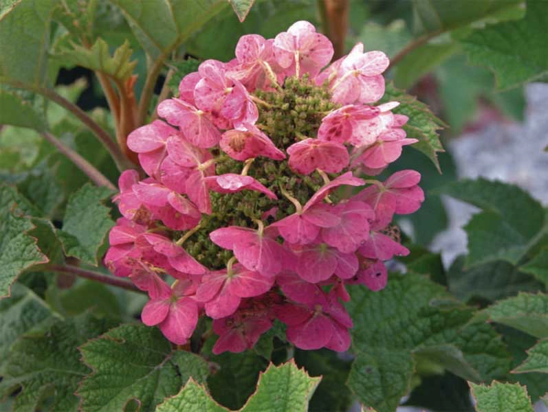Hydrangea quercifolia 'Ruby Slippers' Red Blooms Oakleaf Hydrangea