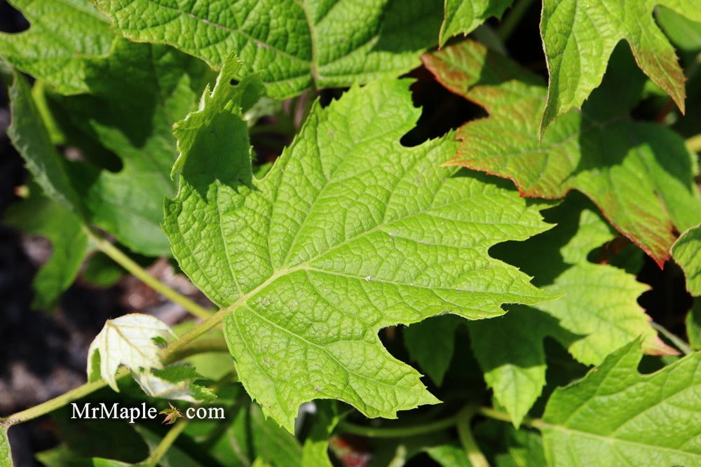 Hydrangea quercifolia 'Ruby Slippers' Red Blooms Oakleaf Hydrangea