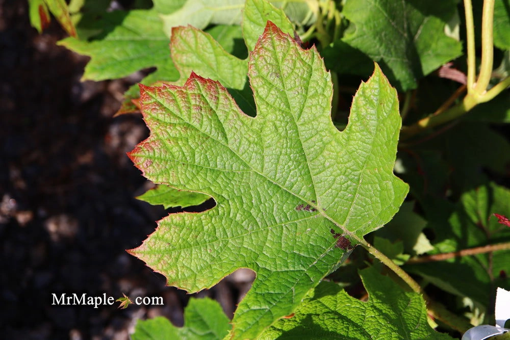 Hydrangea quercifolia 'Ruby Slippers' Red Blooms Oakleaf Hydrangea