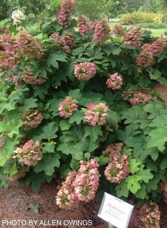 Hydrangea quercifolia 'Ruby Slippers' Red Blooms Oakleaf Hydrangea