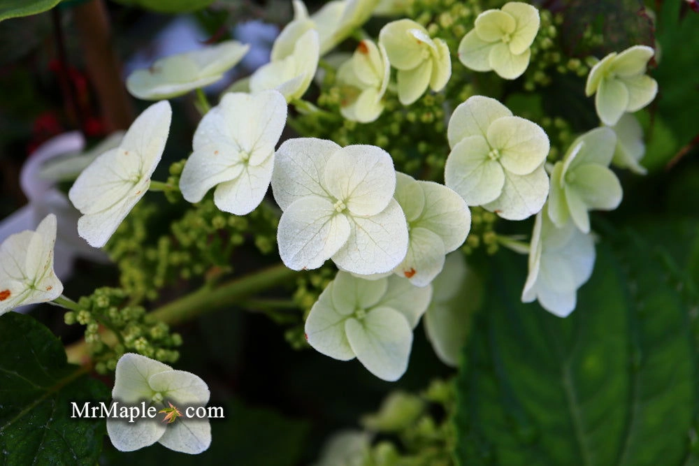 Hydrangea quercifolia 'Ruby Slippers' Red Blooms Oakleaf Hydrangea