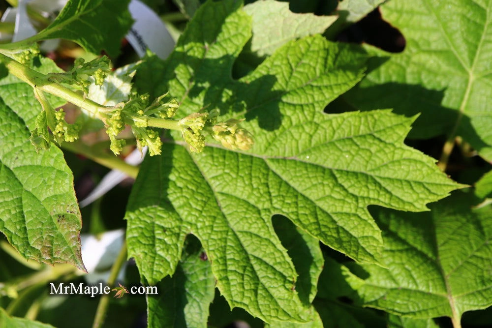 Hydrangea quercifolia 'Ruby Slippers' Red Blooms Oakleaf Hydrangea