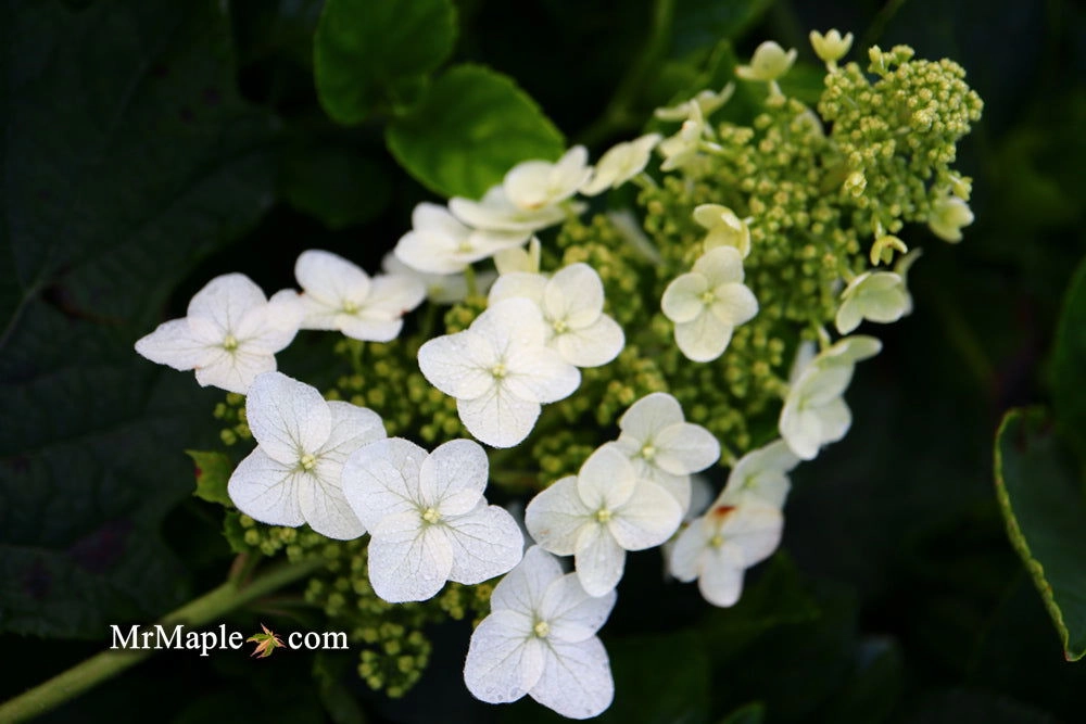 Hydrangea quercifolia 'Ruby Slippers' Red Blooms Oakleaf Hydrangea