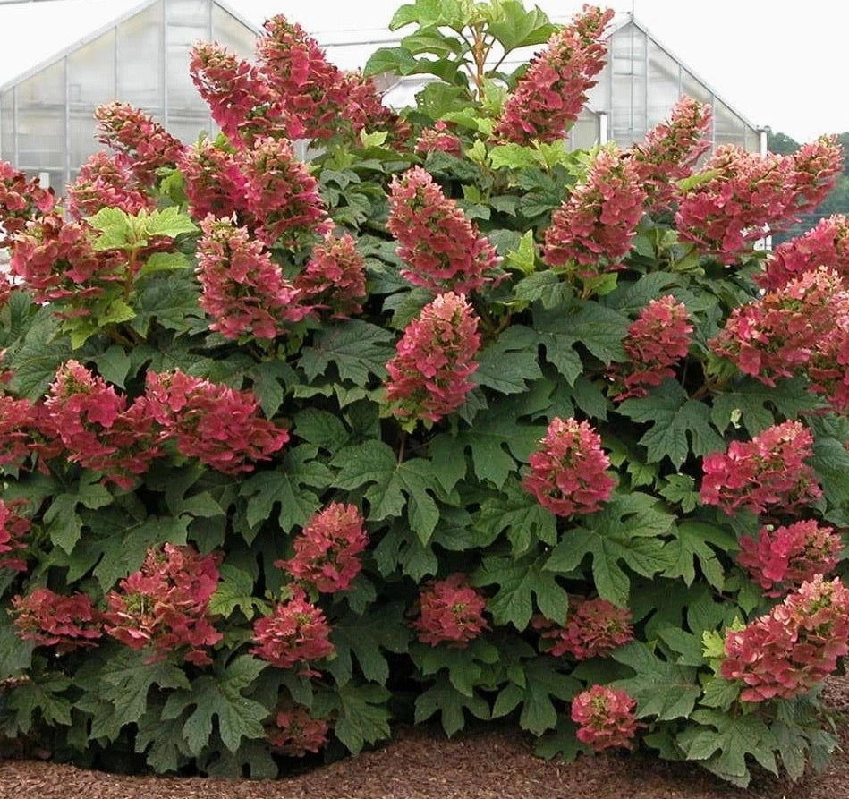 Hydrangea quercifolia 'Ruby Slippers' Red Blooms Oakleaf Hydrangea