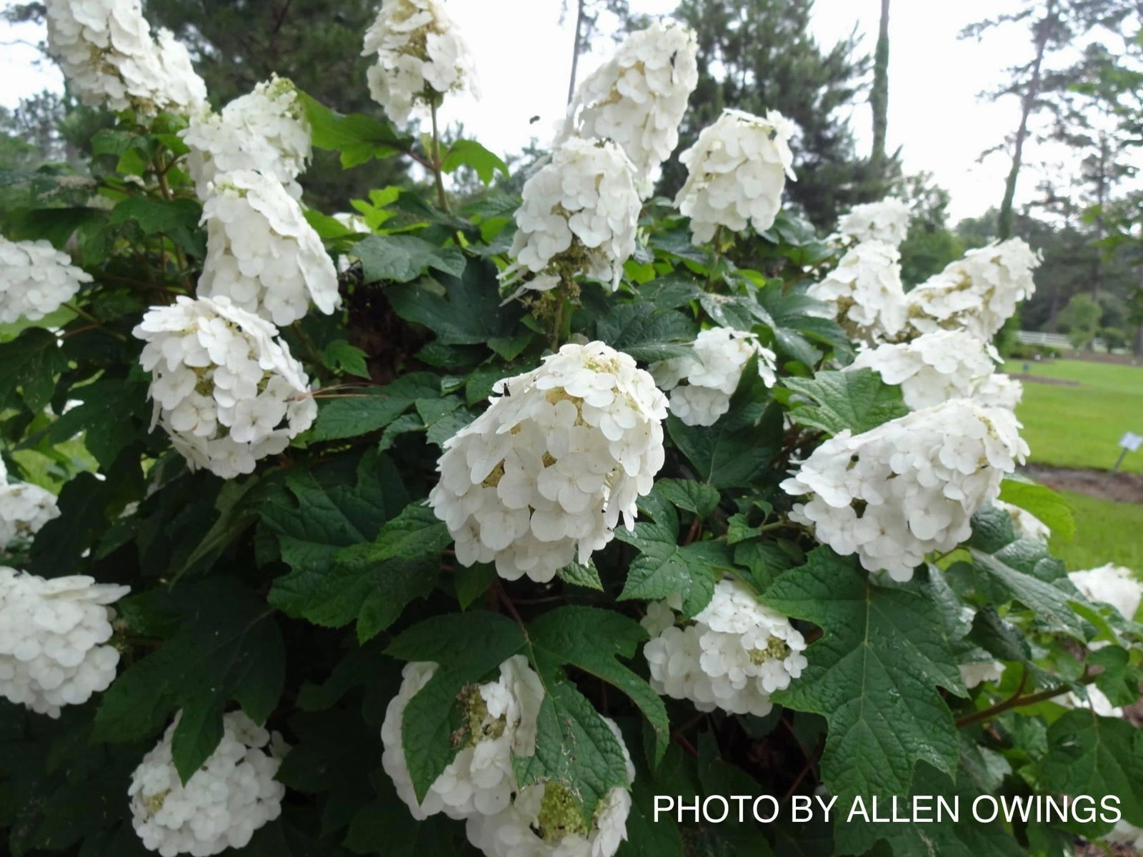 Hydrangea quercifolia 'Ruby Slippers' Red Blooms Oakleaf Hydrangea