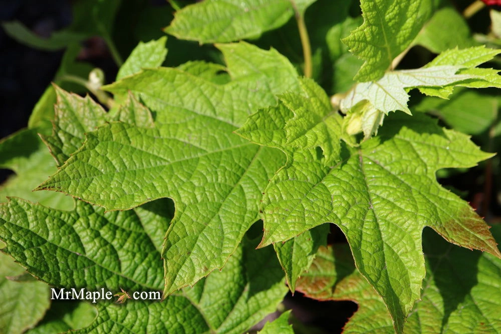 Hydrangea quercifolia 'Ruby Slippers' Red Blooms Oakleaf Hydrangea