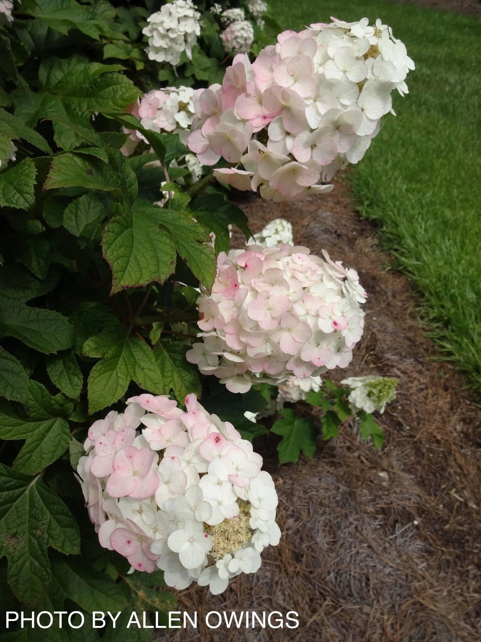Hydrangea quercifolia 'Ruby Slippers' Red Blooms Oakleaf Hydrangea
