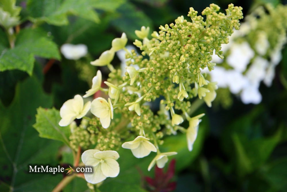 Hydrangea quercifolia 'Ruby Slippers' Red Blooms Oakleaf Hydrangea