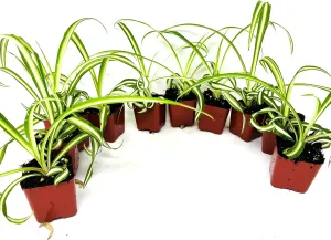 Ocean Spider Collection -3Plants 2inch Starter pots- Easy to Grow- Easy to Cultivate