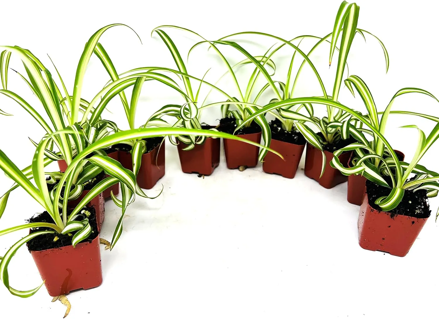 Ocean Spider Collection -3Plants 2inch Starter pots- Easy to Grow- Easy to Cultivate
