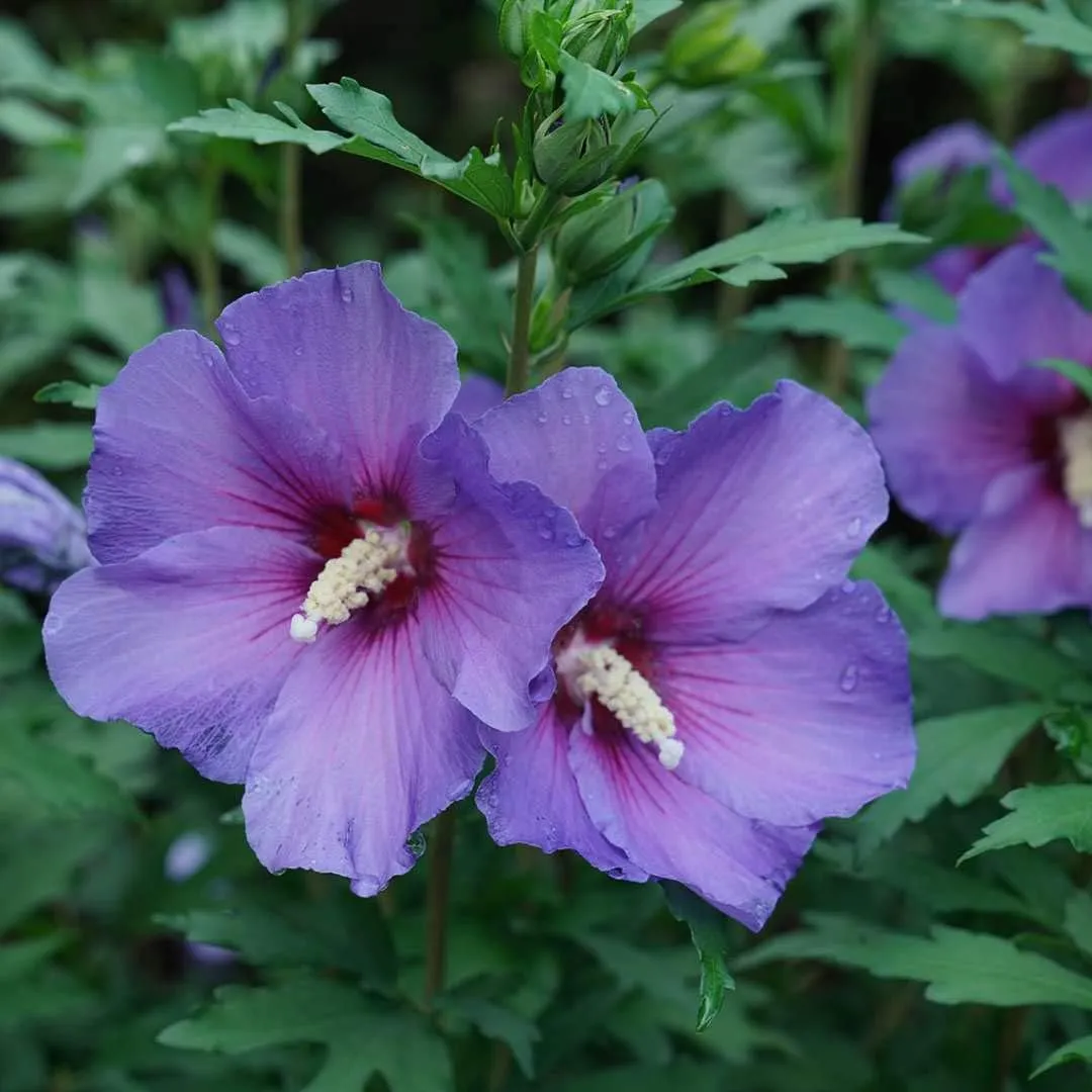 Paraplu® Violet - Rose of Sharon - Hibiscus - 4" Pot - Proven Winners