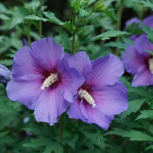 Paraplu® Violet - Rose of Sharon - Hibiscus - 4" Pot - Proven Winners