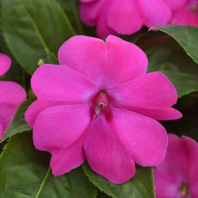 Park Seed Solarscape XL Pink Jewel Hybrid Impatiens Seeds - Pack of 10 Seeds, AAS National Winner 2024, Vibrant Pink Blooms, Disease-Resistant, Ideal for Containers, Beds, and Borders