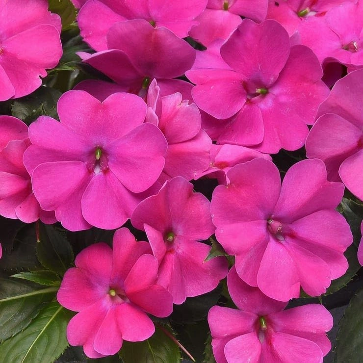 Park Seed Solarscape XL Pink Jewel Hybrid Impatiens Seeds - Pack of 10 Seeds, AAS National Winner 2024, Vibrant Pink Blooms, Disease-Resistant, Ideal for Containers, Beds, and Borders