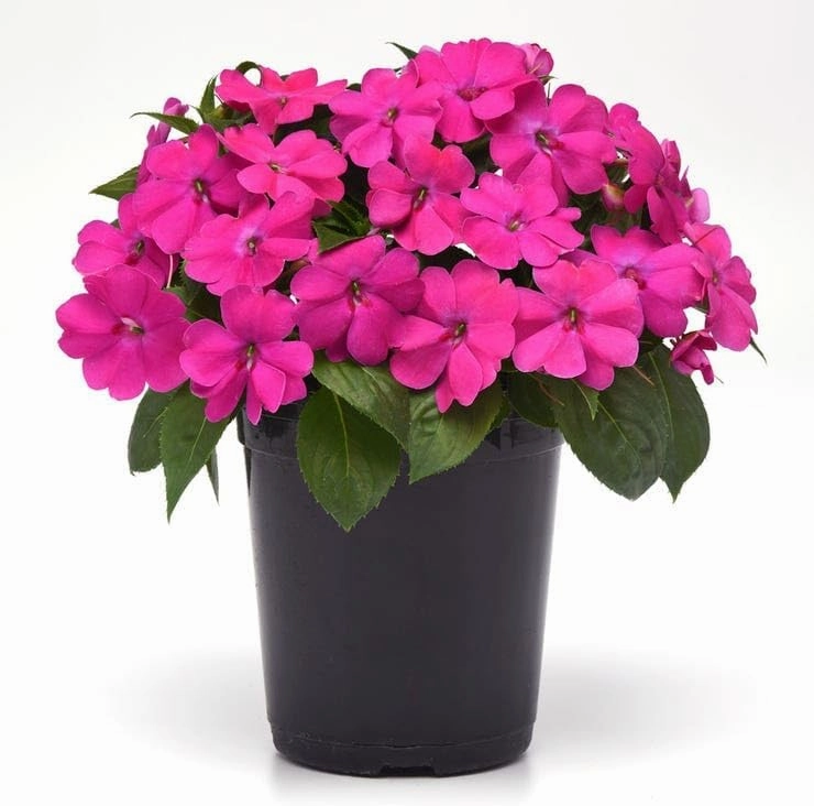 Park Seed Solarscape XL Pink Jewel Hybrid Impatiens Seeds - Pack of 10 Seeds, AAS National Winner 2024, Vibrant Pink Blooms, Disease-Resistant, Ideal for Containers, Beds, and Borders