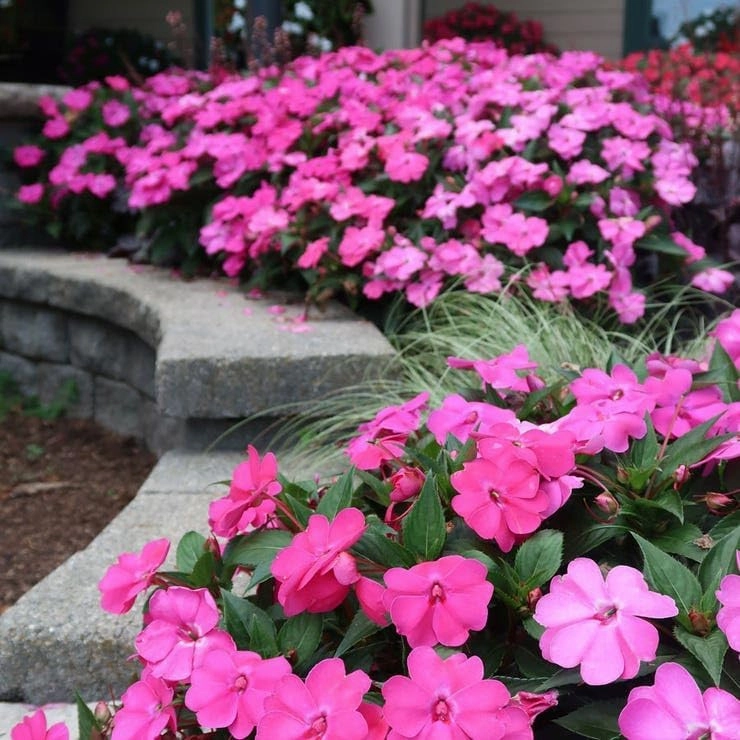 Park Seed Solarscape XL Pink Jewel Hybrid Impatiens Seeds - Pack of 10 Seeds, AAS National Winner 2024, Vibrant Pink Blooms, Disease-Resistant, Ideal for Containers, Beds, and Borders