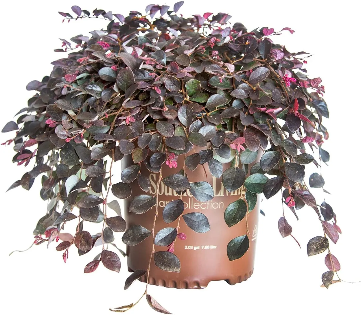 Purple Pixie Loropetalum (1.5 Gallon) Low-Growing/Weeping Evergreen Shrub with Purple Foliage and Pink Blooms - Full Sun to Part Shade Live Outdoor Plant - Southern Living Plants