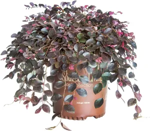 Purple Pixie Loropetalum (1.5 Gallon) Low-Growing/Weeping Evergreen Shrub with Purple Foliage and Pink Blooms - Full Sun to Part Shade Live Outdoor Plant - Southern Living Plants