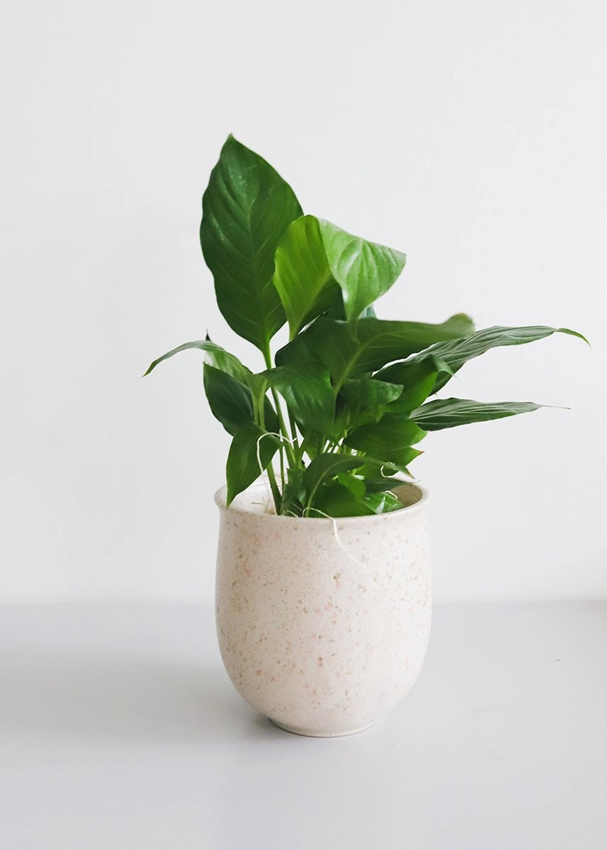Set of 2 - Blush Terrazzo Flower Pots