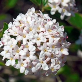 Spice Island® Korean Spice Bush (VIBURNUM CARLESII SPICE ISLAND)