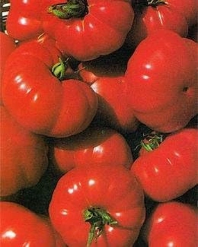 Tomato Costoluto Fiorentino 1,000 Seeds